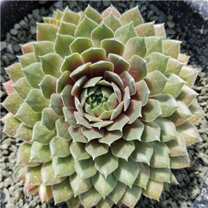 Sempervivum 'Engles'